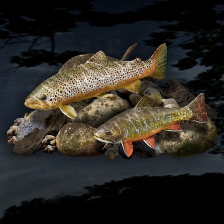 Trout Rocks Premium Graphic
